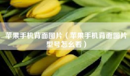 苹果手机背面图片（苹果手机背面图片型号怎幺看）