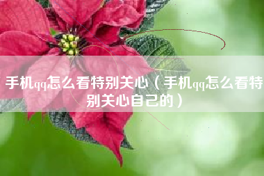 手机qq怎么看特别关心（手机qq怎么看特别关心自己的）