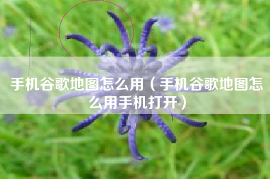 手机谷歌地图怎么用（手机谷歌地图怎么用手机打开）